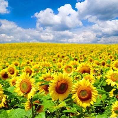 荒野农场单机版下载